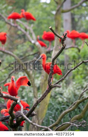 A flock of scarlet ibis in tree.