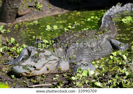 Alligator resting in a Swamp