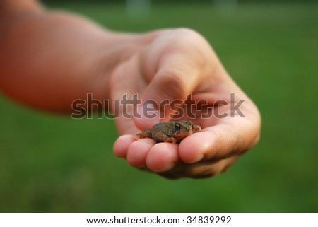 Baby Toad in Child\'s Hand