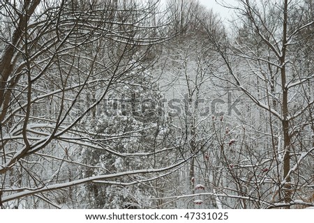 Snow covered forest in northern Canada