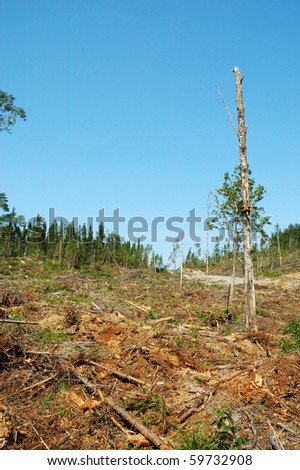 Clear-cut Operation in Northern Canada