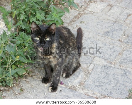 Black Cat Green Eyes Ohrid Macedonia Street Angry