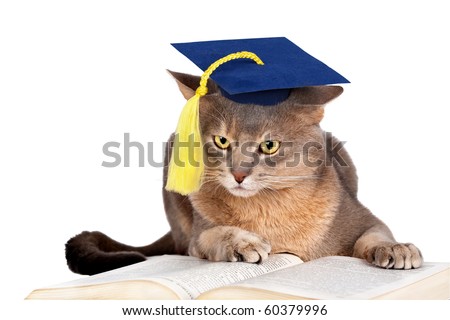 stock photo : Abyssinian cat in graduation cap isolated on white