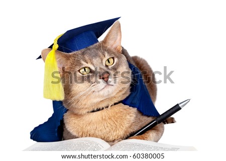 stock photo : Abyssinian cat in graduation cap and gown isolated on white