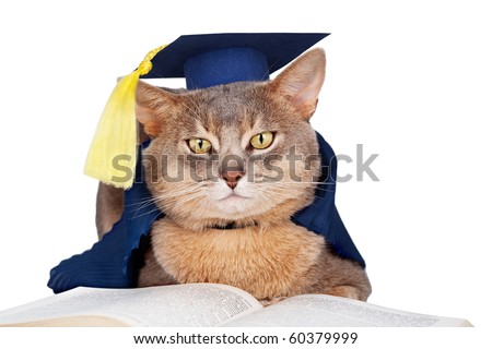 stock photo : Abyssinian cat in graduation cap and gown isolated on white