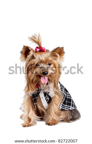 Yorkshire terrier dog in black-and-white clothes isolated on white