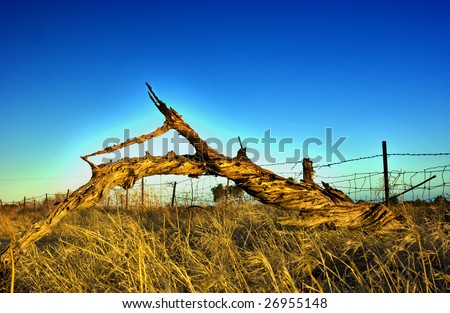 interesting broken tree around sunset in South Australia