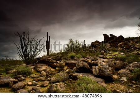 Arizona Landscape Cactus