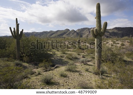 Saguaro Cactus in Desert Landscape