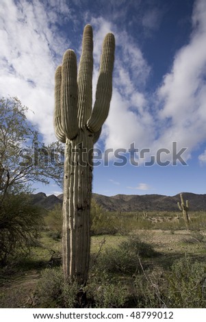 Saguaro Cactus in Desert Landscape