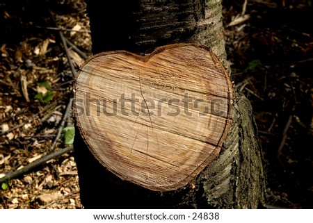 Heart of wood. Newly chopped tree in the shape of a heart. Great for a St Valentine\'s message, or carved initials.