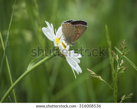 Closeup of Brown Argus butterfly with closed wings on white daisy flower in the meadow in foreground with blurred green grass background taken in summer near the lake Mavrovo, Macedonia, Europe