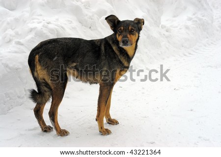 lonely dog in snow road