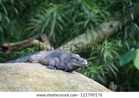 Rhinoceros Iguana (Cyclura cornuta) resting on a stone