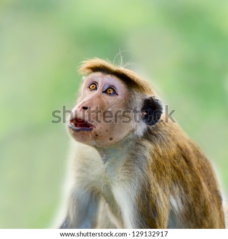 Wow emotional expression on wild monkey face