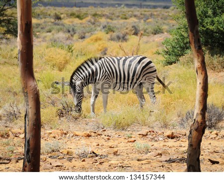 One zebra in wild african bush with two trees on a front as frame