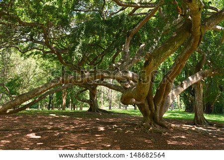 Benjamina Ficus tree with entwined long branches