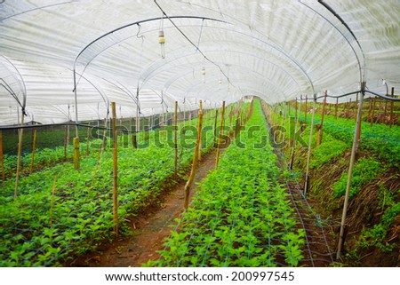 Young plants growing in a large plant  greenhouse