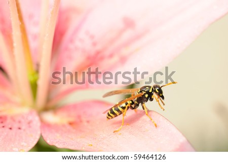 Close-up wasp on wet pink lily flower is ready to fly. Shallow depth of field and focus on wasp.