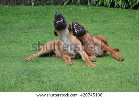 Two laughing dogs