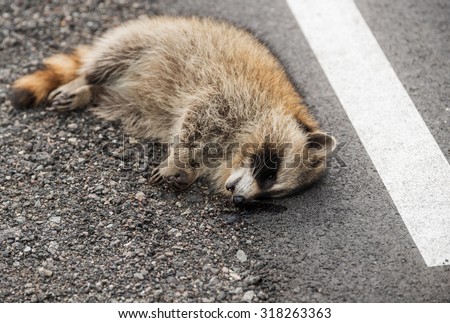 A dead raccoon lying by the side of the road. There is dried blood under his face.