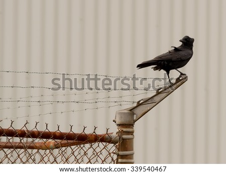 Crow on a barb wire fence. The wind ruffles the feathers on the crow\'s head and wing. The fence is old, bent, and rusty. A grey corrugated building is in the background, the fuzzy dots are rivets.