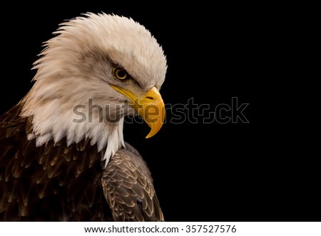 Bald eagle on a black background. The eagle is alive but captive. Focus in on the eye. Room for text