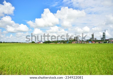 Rice field in the sunny day.