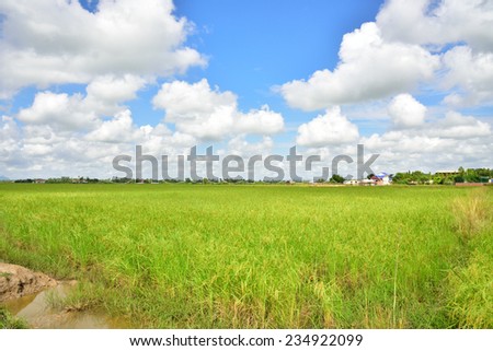Rice field in the sunny day.