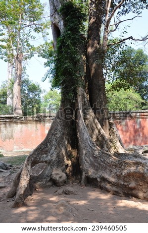 Giant trees at Ta Prom Temple, Cambodia