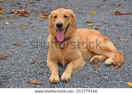 Portrait of a dog, golden retriever.