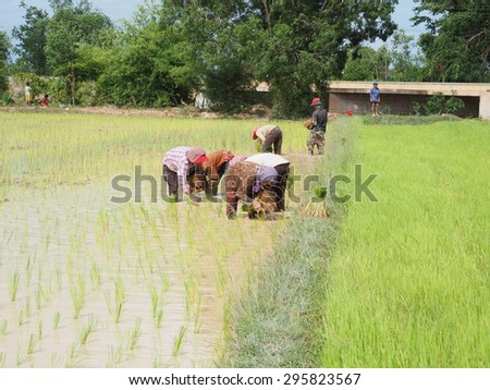 RICE FARMING, CAMBODIA-JULY 12, 2015: Rice farming is a main agricultural in Cambodia. Farmers are planting rice in the rainy season on July 12, 2015. Rice is produced for 15 million Cambodians year.