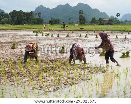 RICE FARMING, CAMBODIA-JULY 12, 2015: Rice farming is a main agricultural in Cambodia. Farmers are planting rice in the rainy season on July 12, 2015. Rice is produced for 15 million Cambodians year.