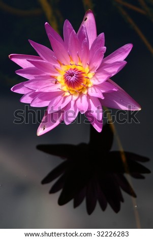 Pink water lily with reflection on calm water