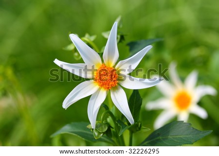 twin yellow flowers on blur green background