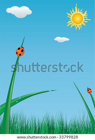 Ladybird in the grass (summer meadow)