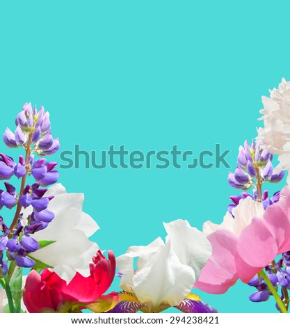 Colorful garden flowers on the sapphire background. White and red peonies, white iris, blue lupines