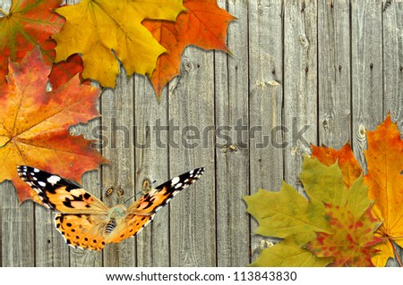 leaf autumn maple and butterfly on background boards gray