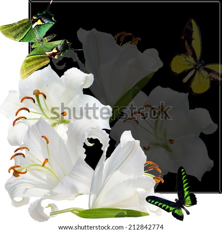 green butterfly and white lily on black background