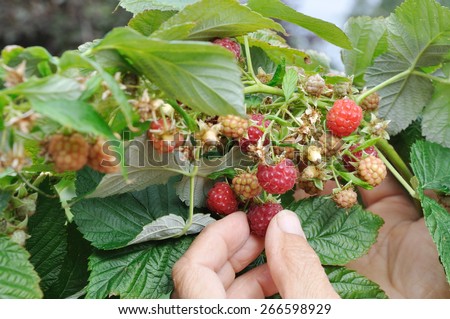 gathering of the ripe raspberry hand old women
