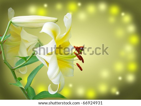 white lily on green background