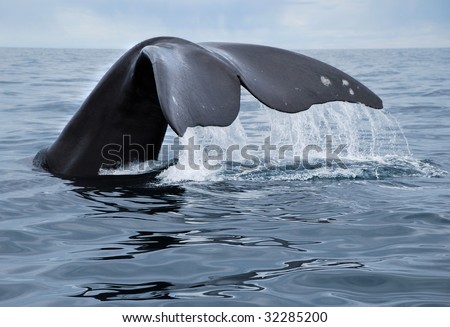 A whale in Peninsula Valdes, Argentina.