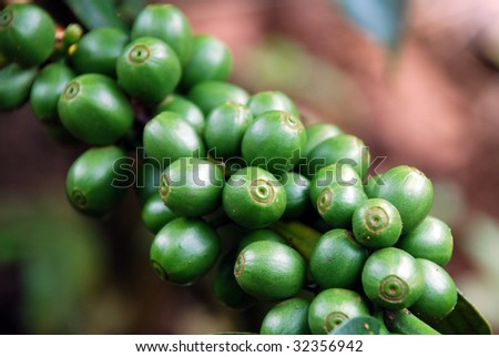 Coffee beans on the plant, plateau Bolaven, Laos