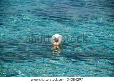 buoy in the middle of the sea, Elba island, tuscany, italy