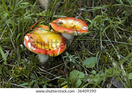 Wild mushroom in the woods