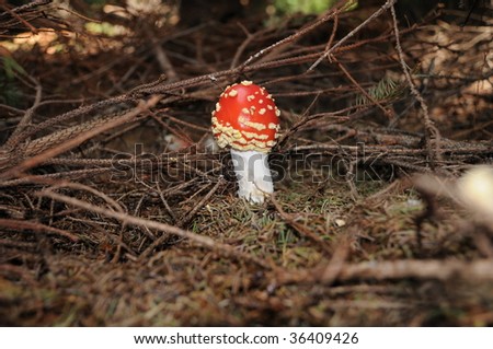 Amanita muscaria, commonly known as the fly agaric or fly Amanita, is a poisonous and psychoactive basidiomycete fungus, one of many in the genus Amanita.