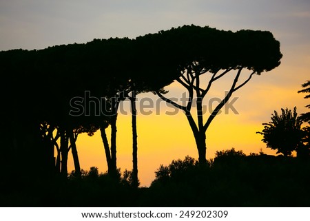 Pine trees against sunset in Rome, Italy.