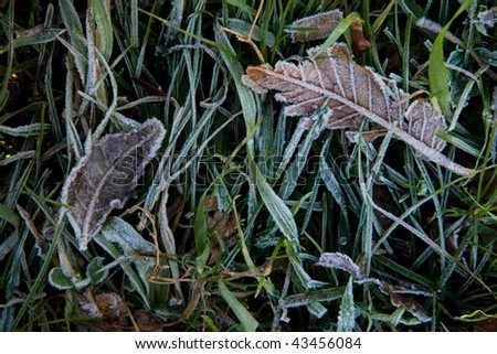 frost leaves