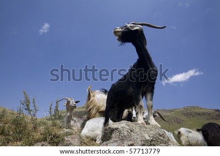 black goat over blue sky background