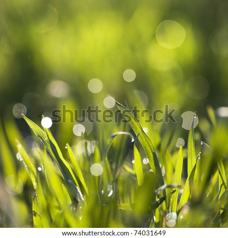 green grass with dew on it with very narrow depth of field and nice bokeh